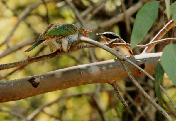 Birding in the Cederberg